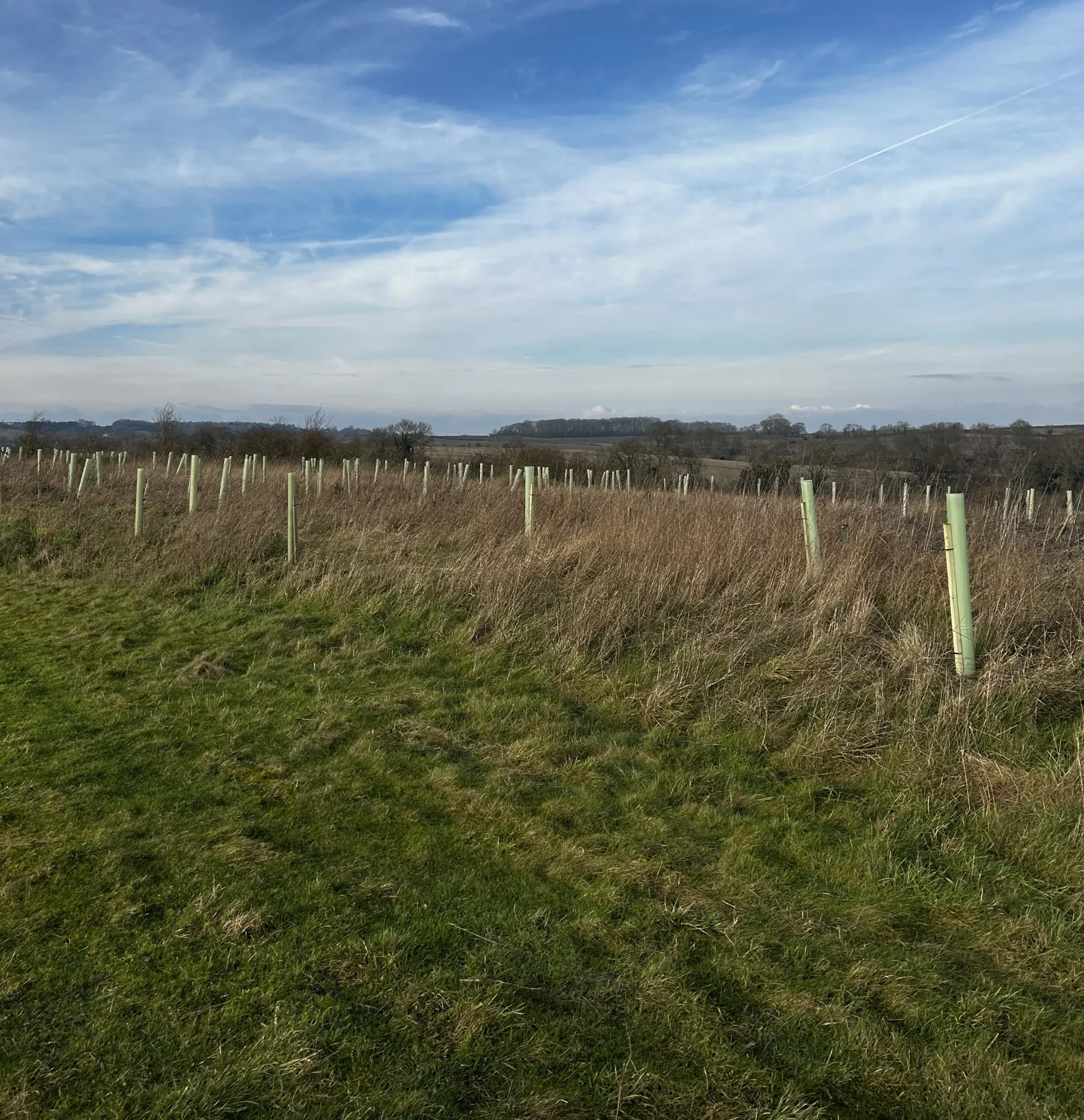Rooted in Sustainability: Our Tree Planting Day with Treeapp