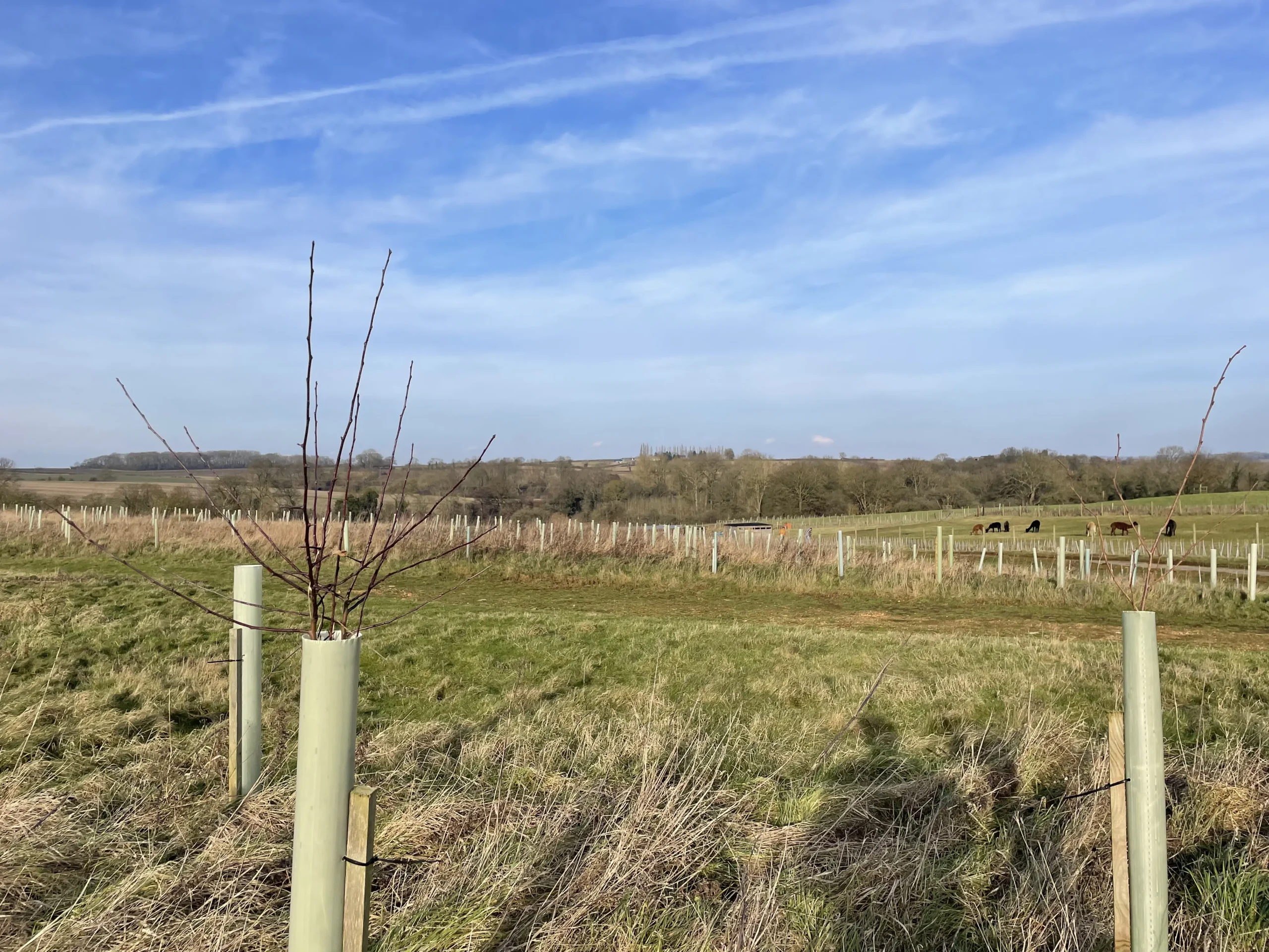 Rooted in Sustainability: Our Tree Planting Day with Treeapp