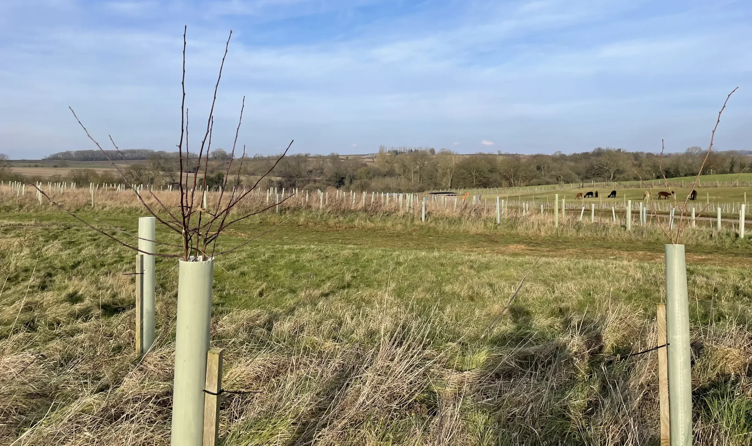Planning By Design & Treeapp: A Tree Planting Day to Remember at Hideaway Wood Farm