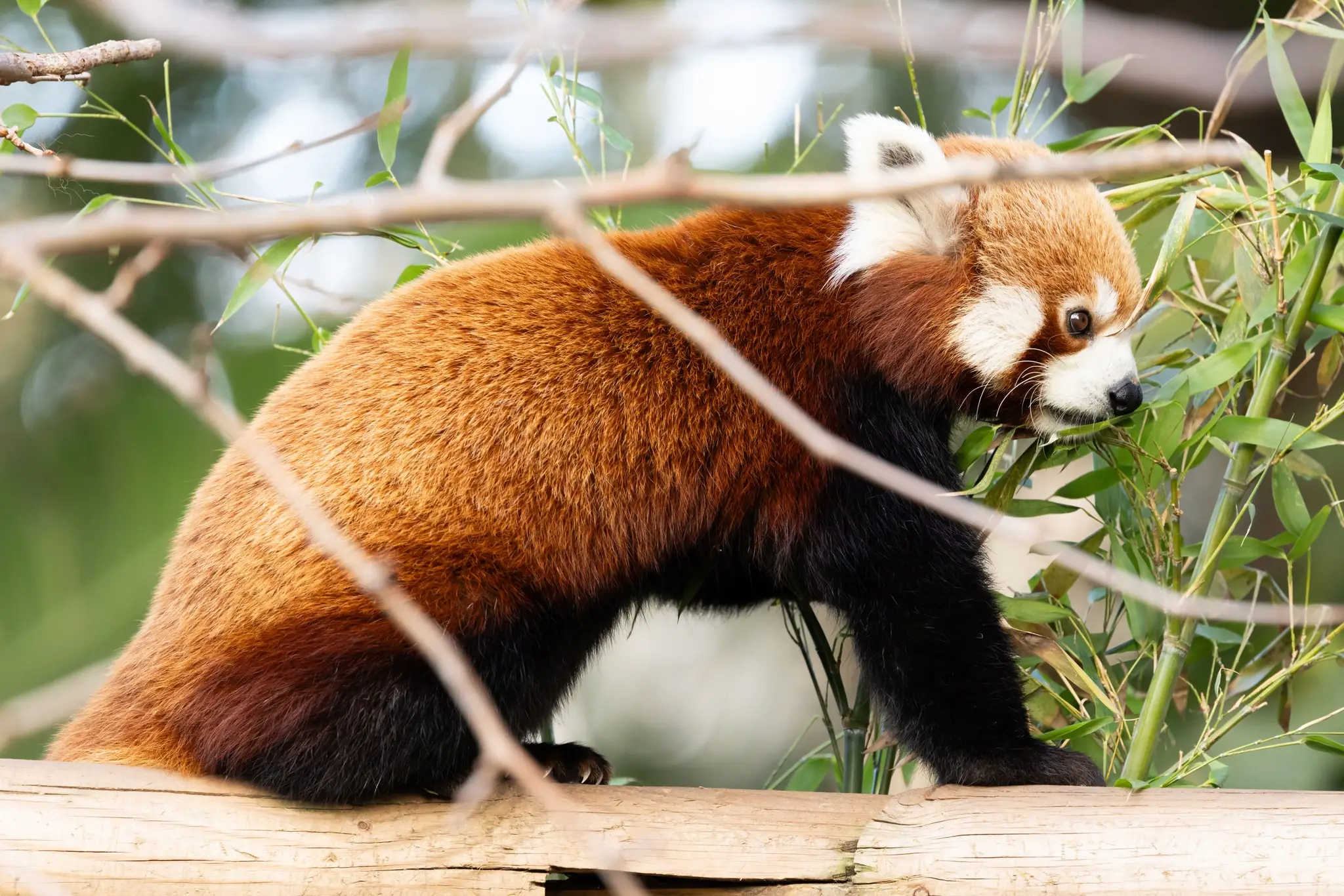 Planning by Design x Treeapp: Our Environmental Impact in 2025